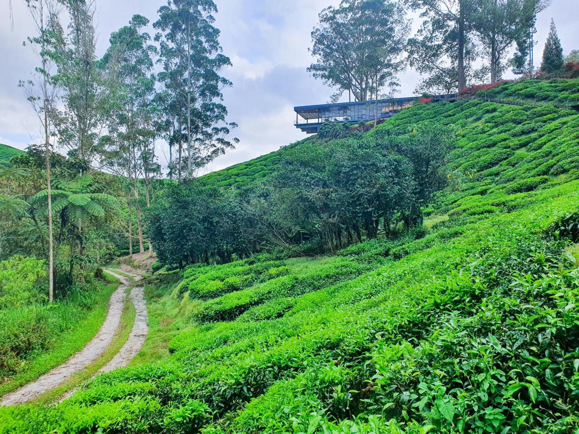 Mossy Forest Family Retreat Ii, 2-8 Pax, Cameron Highlands Luaran gambar